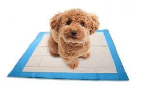 Tips Toilet Training Bagi Puppy Baru - PetGarden Bali