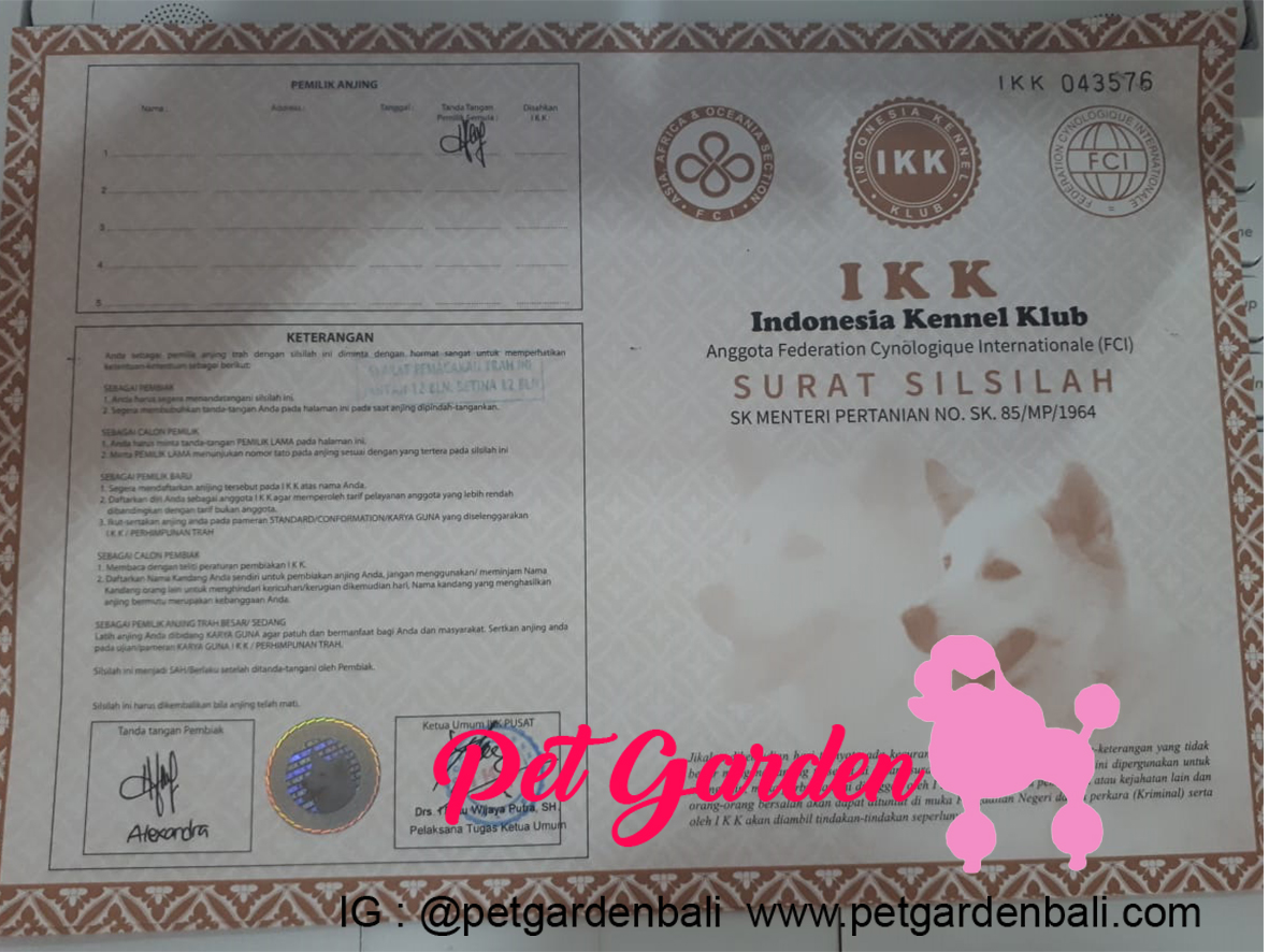 Contoh Surat Adoption Anjing