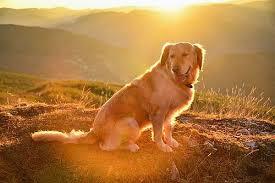 Anjing Golden Retriever