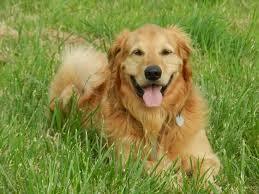 golden retriever