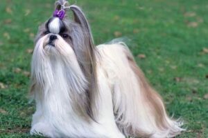 Anjing Shih Tzu