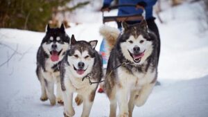 siberian husky